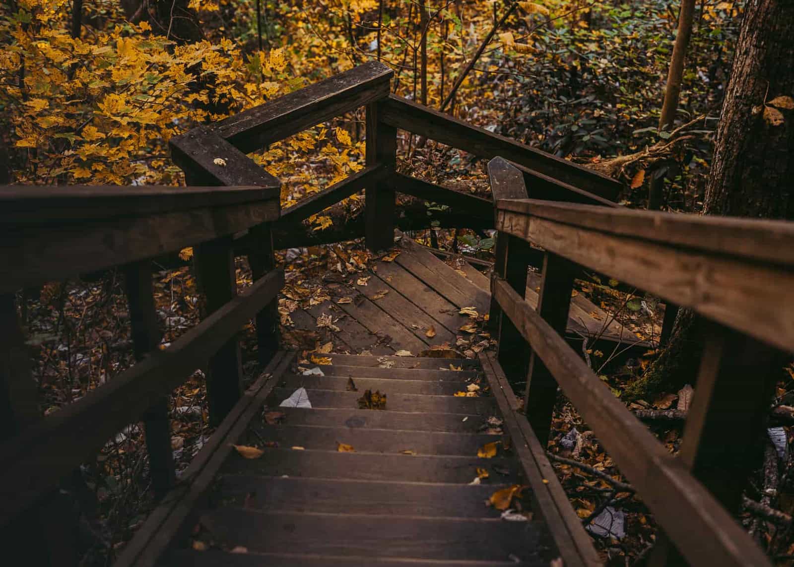 Wooden steps leading down into an autumn forest