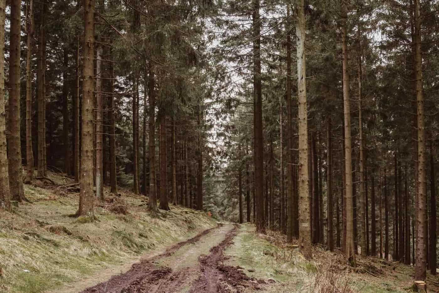 A dirt path through a dense conifer forest