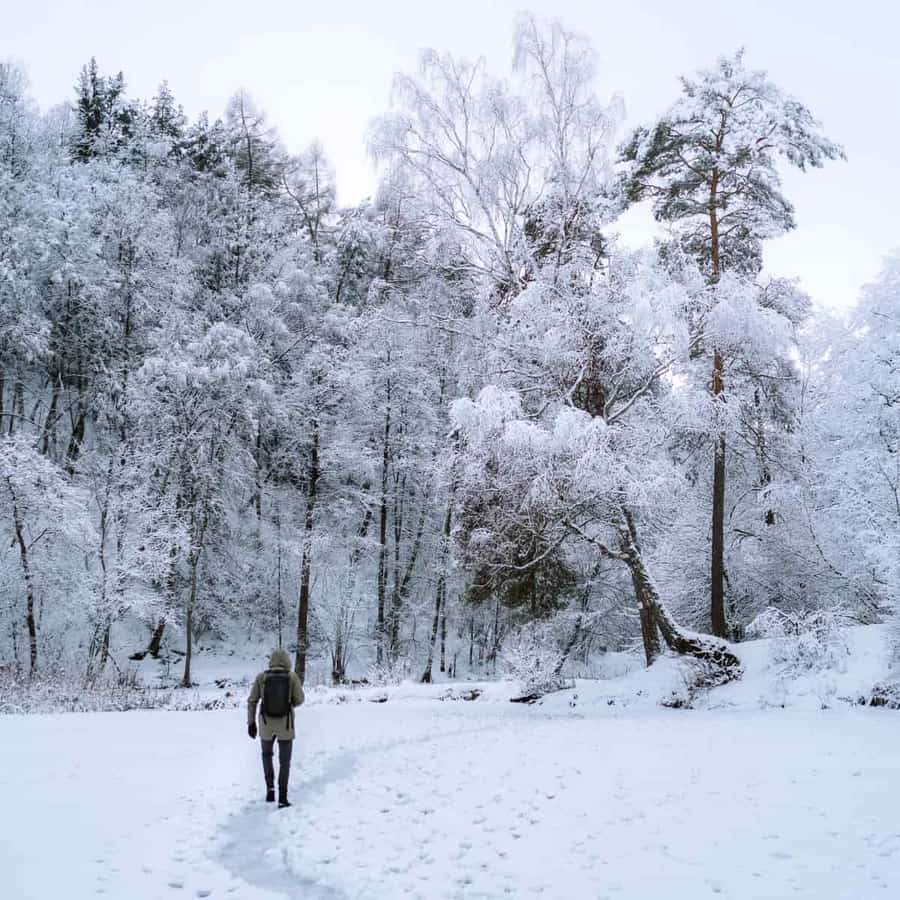 A lone walker in a snow-covered forest